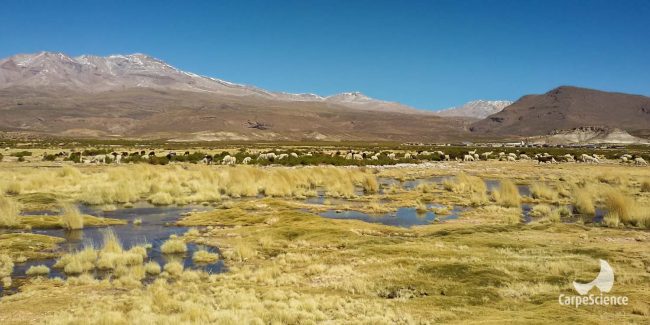 De agua y de árboles