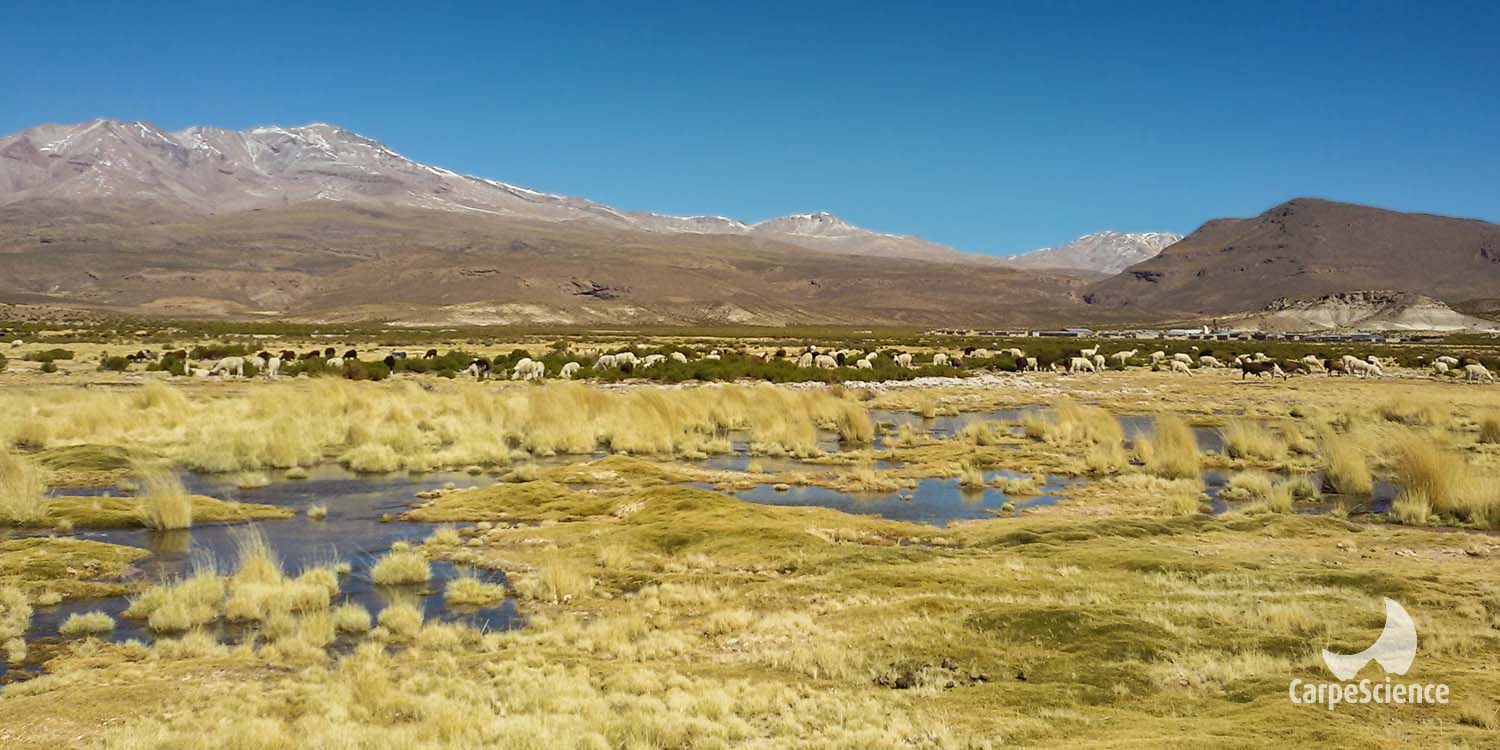 De agua y de árboles